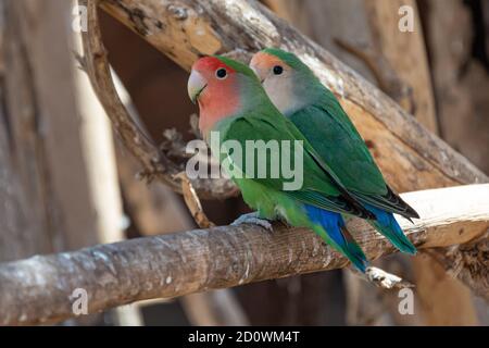 Zwei Papageien mit grüner Färbung sitzen auf einem Ast. Verschwommener Hintergrund. Stock Foto Stockfoto