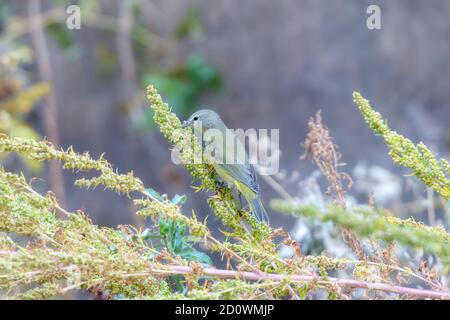 Ein erwachsener männlicher Orangekronter Waldsänger (Vermivora celata) Auf der Suche nach Insekten in der Migration in Colorado Stockfoto