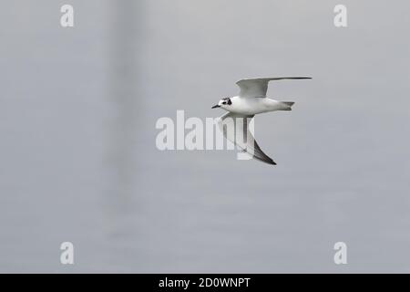 Juvenile White Winged Tern um Pools in Cantley Stockfoto