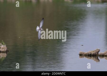 Juvenile White Winged Tern um Pools in Cantley Stockfoto