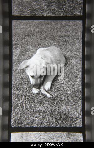 Feine 70er Jahre Vintage Schwarz-Weiß-Fotografie eines niedlichen Welpen kauen auf einem Knochen. Stockfoto