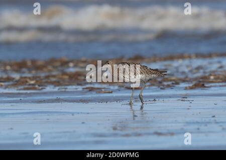 Eurasische Curlew Fütterung am Strand. Stockfoto