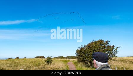 Senior Mann beobachten Herde von rosa-footed Gänse (Anser brachyrhynchus) in Himmel, Aberlady Naturschutzgebiet, East Lothian, Schottland, Großbritannien Stockfoto