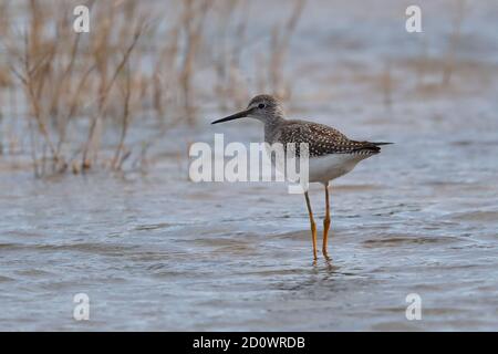 Jugendliche Lesser Yellowlegs in Runham, Norfolk. Stockfoto