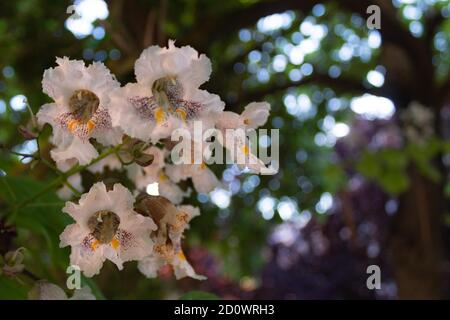 Weiße Blumen aus dem dekorativen Gartenbaum namens Catalpa mit Selektives Unschärfen Stockfoto