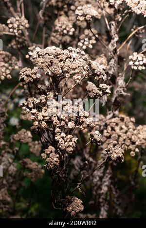 Getrocknete Europäische Ältere Pflanze auf einem dunklen unscharfen Hintergrund Stockfoto