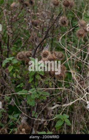 Trockene Blume Foto selektiver Fokus arctium Lappa, größere Klette. Selektiver Fokus auf dunklen unscharfen Hintergrund Stockfoto