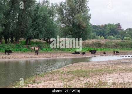 Stiere, Kühe und Pferde stehen am Strand einer holländischen Polderlandschaft am Ooyse Schependom in der Nähe des Ooijpolder in Gelderland, Niederlande. T Stockfoto