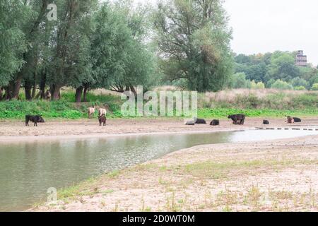 Stiere, Kühe und Pferde stehen am Strand einer holländischen Polderlandschaft am Ooyse Schependom in der Nähe des Ooijpolder in Gelderland, Niederlande. T Stockfoto