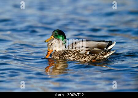 Eine Mallard-Ente tuckelt in einem hübschen blauen See, während ihr Kumpel dicht neben ihr schwimmt. Stockfoto