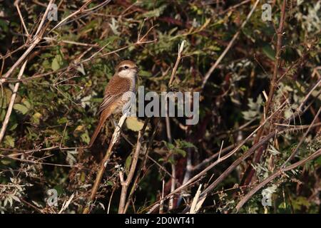 1. Winter Brown Shrike bei Warham Greens Stockfoto