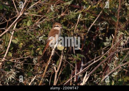 1. Winter Brown Shrike bei Warham Greens Stockfoto