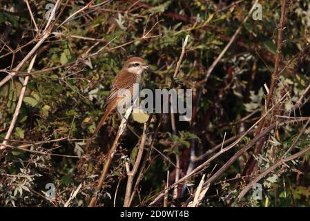 1. Winter Brown Shrike bei Warham Greens Stockfoto