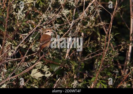 1. Winter Brown Shrike bei Warham Greens Stockfoto