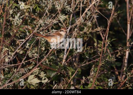 1. Winter Brown Shrike bei Warham Greens Stockfoto