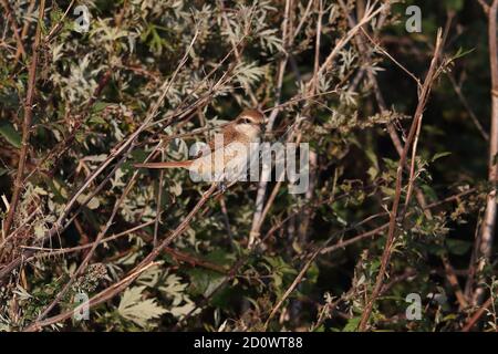 1. Winter Brown Shrike bei Warham Greens Stockfoto