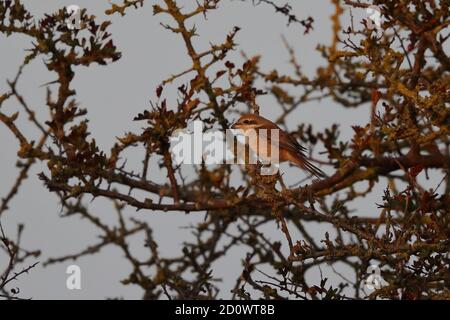 1. Winter Brown Shrike bei Warham Greens Stockfoto