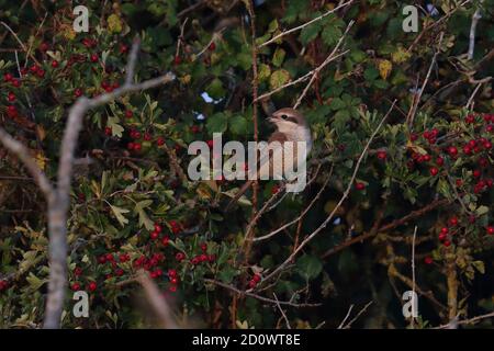 1. Winter Brown Shrike bei Warham Greens Stockfoto