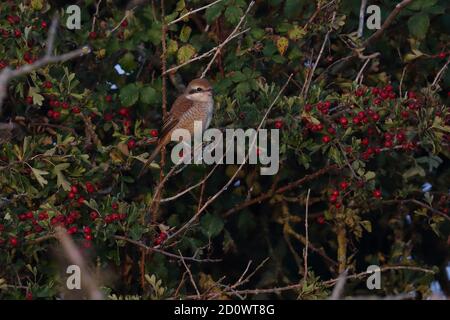 1. Winter Brown Shrike bei Warham Greens Stockfoto