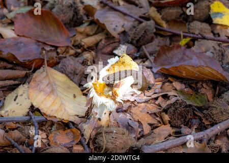 Eine schwarze Schnecke oder schwarzer Arion, auf einem Pilz in einem Wald. Bild von Scania, Südschweden. Stockfoto