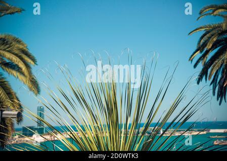 Grüne Palmenblätter auf blauem Himmel Hintergrund Stockfoto