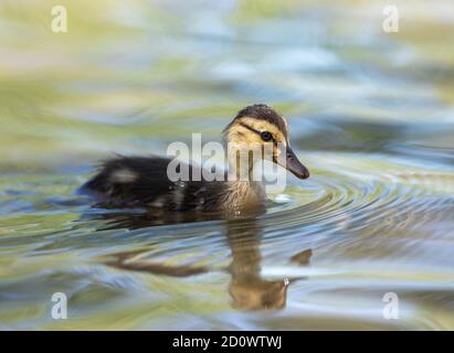 Ein Baby Mallard Entlein Schwimmen in einem weichen, blauen und grünen Wasser See mit gedappltem Sonnenlicht. Stockfoto