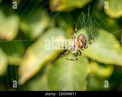 Garden Spider im Netz in Großbritannien Stockfoto