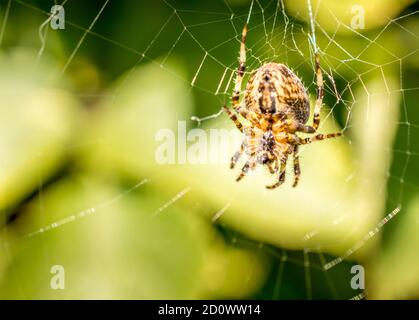 Brown Garden Spider im Netz Stockfoto