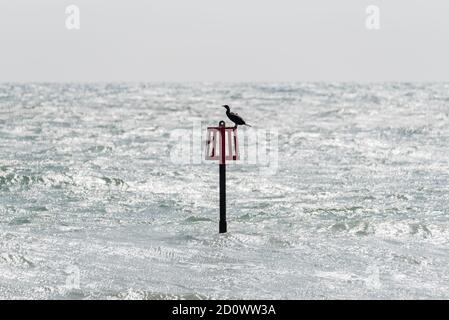 Kormoran (Phalacrocorax carbo) auf einem groyne Marker in Eastbourne, East Sussex Stockfoto