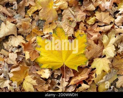 Flach liegend. Ein hellgelbes Ahornblatt ruht auf trocken gefallenen Blättern. Natürlicher Hintergrund. Herbstblatt Herbst. Speicherplatz kopieren. Stockfoto