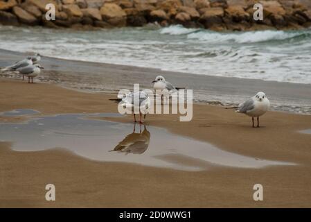 Möwen am Strand des Mittelmeers in Sitges. Provinz Barcelona, Katalonien, Spanien Stockfoto