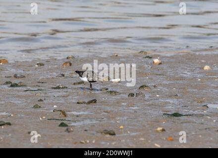 Die nahrungssuche Turnstone (Arenaria interpres) Stockfoto