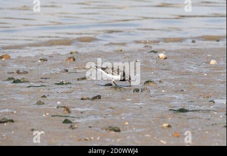 Die nahrungssuche Turnstone (Arenaria interpres) Stockfoto