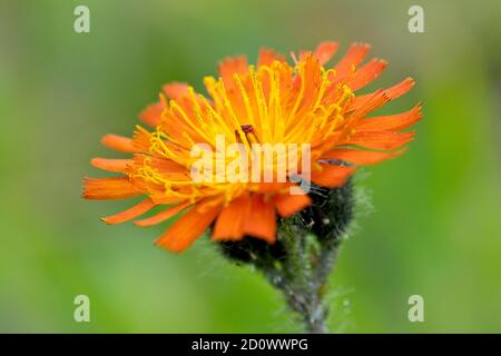 Fuchs-und-Jungtiere (Hieracium aurantiacum), Nahaufnahme einer einzelnen Blume isoliert auf einem schlichten grünen Hintergrund. Stockfoto