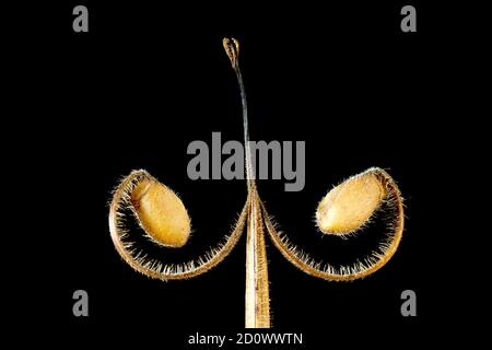 Wiesenkrane-Schnabel (Geranium pratense), Nahaufnahme Stillleben des Samenkopfes mit den leeren Samenkapseln, isoliert vor schwarzem Hintergrund. Stockfoto