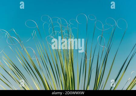 Grüne Palmenblätter auf blauem Himmel Hintergrund Stockfoto