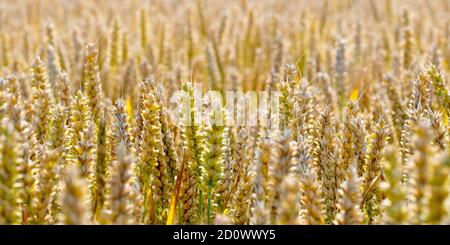 Ein hintergrundbeleuchtetes Nahaufnahme eines Weizenfeldes, das im Spätsommersonnenschein reift. Stockfoto