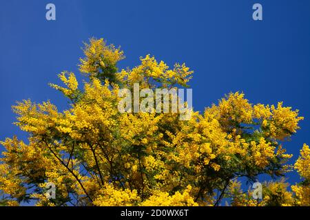 Schöne blühende Acacia dealbata (Mimose) gegen den blauen Himmel auf Ein sonniger Tag Stockfoto