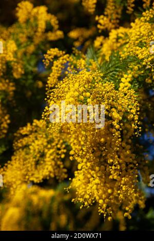 Akazie dealbata blüht in der Natur Stockfoto