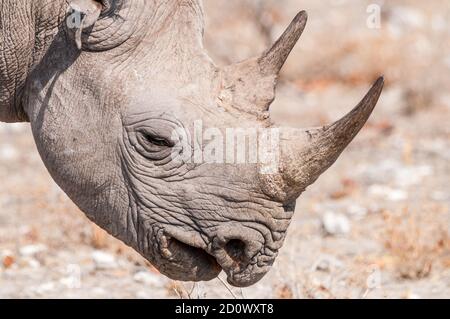 Schwarze Nashorn, Diceros Bicornis, Etosha Nationalpark, Namibia Stockfoto