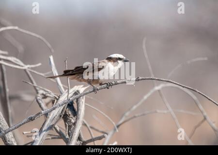 Südlicher Weißkronenwürger, Eurocephalus anguitimens, Etosha National Park, Namibia Stockfoto