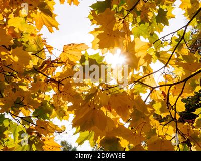Helle Sonnenstrahlen leuchten durch die gelben Ahornblätter. Wunderbares Herbstwetter im Oktober. Das Laub der Bäume ist in goldenen Schattierungen gemalt. Stockfoto
