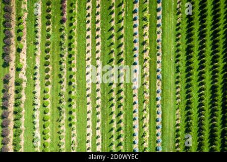 Luftaufnahme des Kindergartens in Manor View Farms, Jacksonville, MD Stockfoto