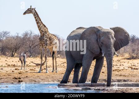 Dreihorngiraffe, Giraffa camelopardalis und afrikanischer Buschelefant, Loxodonta africana, in einem Wasserloch, Etosha National Park, Namibia Stockfoto