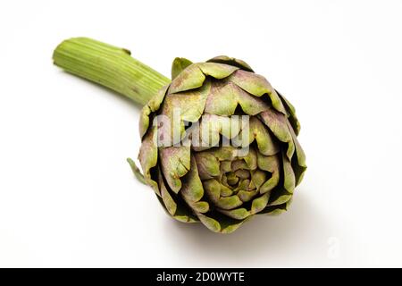 Eine organische Artischocke mit einem Stück Stiel auf einer weißen Oberfläche. Stockfoto