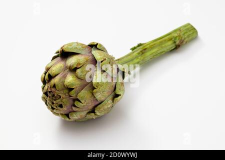 Eine organische Artischocke mit einem Stück Stiel auf einer weißen Oberfläche. Stockfoto