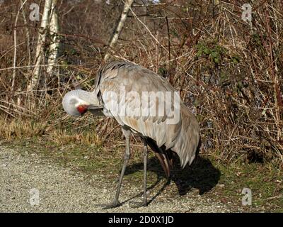 Sandhill Crane (Grus canadensis), die Federn aufreibt. Stockfoto