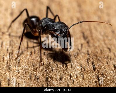 Camponotus xerxes, die riesige Schwarze Ameise in den Vereinigten Arabischen Emiraten Stockfoto