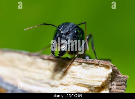 Camponotus xerxes, die riesige Schwarze Ameise in den Vereinigten Arabischen Emiraten Stockfoto