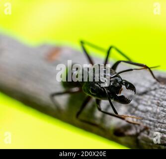 Camponotus xerxes, die riesige Schwarze Ameise in den Vereinigten Arabischen Emiraten Stockfoto